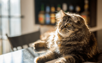 How To Keep Cats Off Counters? Keep Cats To Counters how to take cats off counters