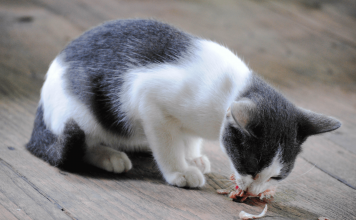 What Can Cats Not Eat? – 10 Harmful Foods Cats Never Eat what can cats not eat