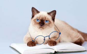 Where Do Cats Come From? The History of Cats where do cats come from