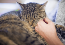 Why Cats Purr? – Know The 6 Reasons for Cats Purring why cats purr