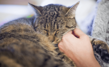 Why Cats Purr? – Know The 6 Reasons for Cats Purring why cats purr