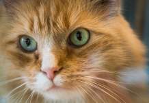 Why Do Cats Have Whiskers? – 5 Reasons & Uses why do cats have whiskers
