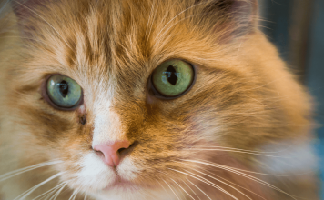 Why Do Cats Have Whiskers? – 5 Reasons & Uses why do cats have whiskers