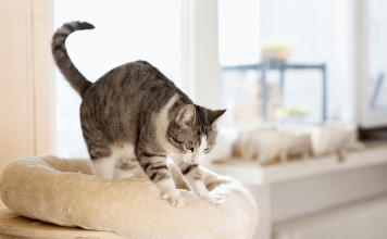 Why Do Cats Knead? Top Facts About A Cat’s Behaviour why do cats knead