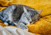 Why Do Cats Purr? – Learn The Truth Behind Your Pets Purring why do cats purr