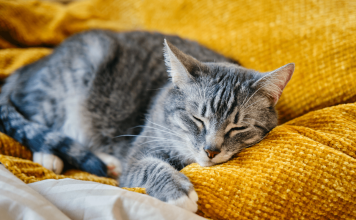 Why Do Cats Purr? – Learn The Truth Behind Your Pets Purring why do cats purr