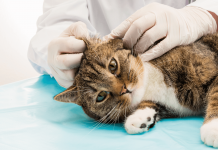How Do Cats Get Ear Mites? How Do Cats Get Ear Mites