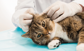 How Do Cats Get Ear Mites? How Do Cats Get Ear Mites