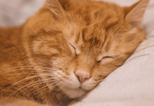 How Long Do Cats Sleep? How Long Do Cats Sleep