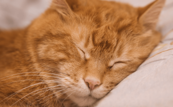 How Long Do Cats Sleep? How Long Do Cats Sleep