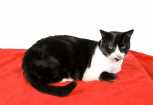 How Long Do Domestic Cats Live? How Long Do Domestic Cats Live