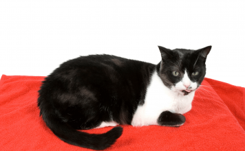 How Long Do Domestic Cats Live? How Long Do Domestic Cats Live