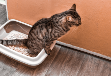 How Often Do Cats Pee? How Often Do Cats Pee