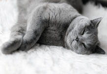 How Old Do Cats Live? What Is The Average Lifespan of Cat? How Old Do Cats Live