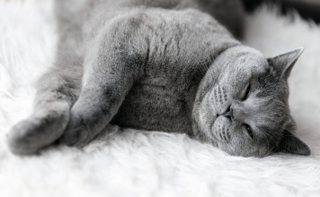 How Old Do Cats Live? What Is The Average Lifespan of Cat? How Old Do Cats Live