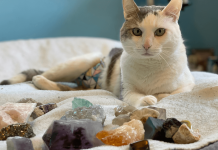 How To Dissolve Struvite Crystals in Cats How To Dissolve Struvite Crystals in Cats