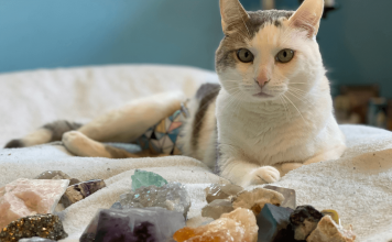 How To Dissolve Struvite Crystals in Cats How To Dissolve Struvite Crystals in Cats
