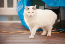 How To Keep Cats Away From Your Property How To Keep Cats Away