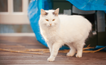 How To Keep Cats Away From Your Property How To Keep Cats Away