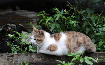 How To Keep Stray Cats Away How To Keep Stray Cats Away