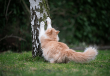 How To Stop Cats From Scratching How To Stop Cats From Scratching