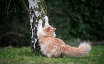 How To Stop Cats From Scratching How To Stop Cats From Scratching