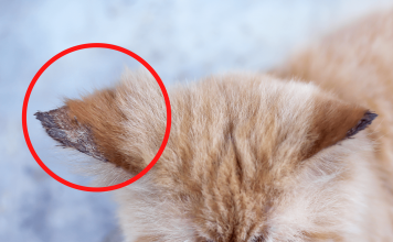 How To Treat Ringworms in Cats? How To Treat Ringworms in Cats