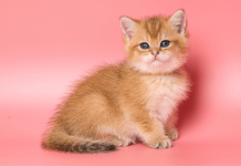 How Long Can Cats Live? 6 Factors That Affect a Feline’s Lifespan How long can cats live