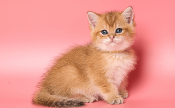 How Long Can Cats Live? 6 Factors That Affect a Feline’s Lifespan How long can cats live