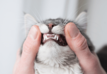 How Many Teeth Do Cats Have? Dental Problem & Solutions How many teeth do cats have