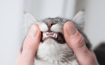 How Many Teeth Do Cats Have? Dental Problem & Solutions How many teeth do cats have