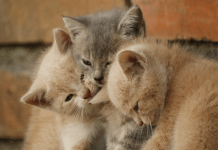 How To Introduce Cats To Each Other With 5 Effective Steps