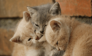 How To Introduce Cats To Each Other With 5 Effective Steps