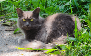 How To Get Rid of Feral Cats? Try These 5 Best Solutions How to get rid of feral cats