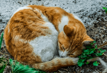 How To Keep Stray Cats out of Your Yard? Top 6 Effective Ways How to keep stray cats out of your yard