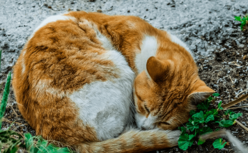 How To Keep Stray Cats out of Your Yard? Top 6 Effective Ways How to keep stray cats out of your yard