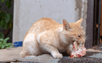 What Human Foods Can Cats Eat? And What Human Foods Can Cats Not Eat?