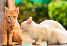 What Colors Do Cats See? What Colors Do Cats See