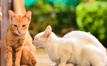 What Colors Do Cats See? What Colors Do Cats See