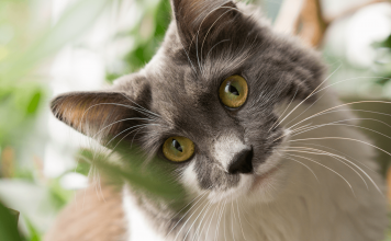What Is Cats About? History and Nature of Cats What Is Cats About