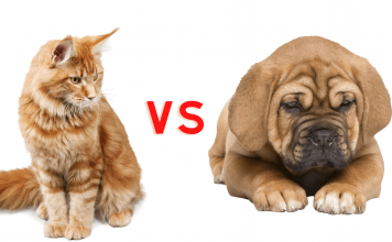 9 Reasons Why Cats Are Better Than Dogs Why Cats Are Better Than Dogs