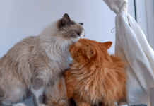 Why Do Cats Lick Each Other? Find Out The Top 6 Reasons Why Do Cats Lick Each Other