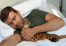 Why Do Cats Sleep on You? Here Are The Top 6 Reasons Why do cats sleep on you