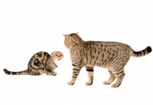 Why Do Cats Wag Their Tails? Find out The Top 10 Reasons Why do cats wag their tails