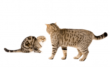 Why Do Cats Wag Their Tails? Find out The Top 10 Reasons Why do cats wag their tails