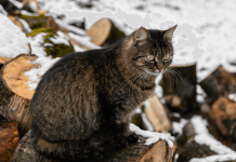 How Cold Is Too Cold For Cats? how cold is too cold for cats
