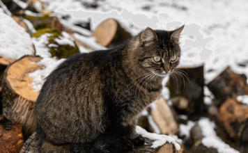 How Cold Is Too Cold For Cats? how cold is too cold for cats