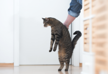 How Do Cats Get Tapeworms? – Here Are The Top Two Reasons how do cats get tapeworms