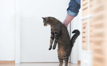 How Do Cats Get Tapeworms? – Here Are The Top Two Reasons how do cats get tapeworms