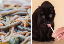 How Do Cats Get Worms? – Find Out The Risks how do cats get worms
